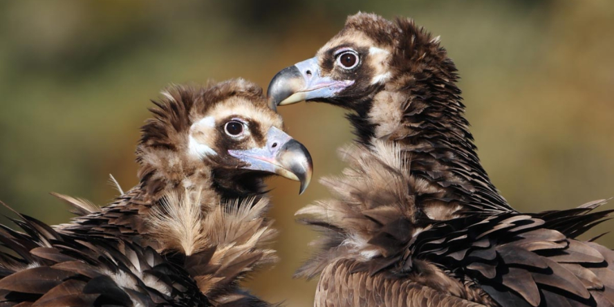 Vautours moines - Aurélien Audevard